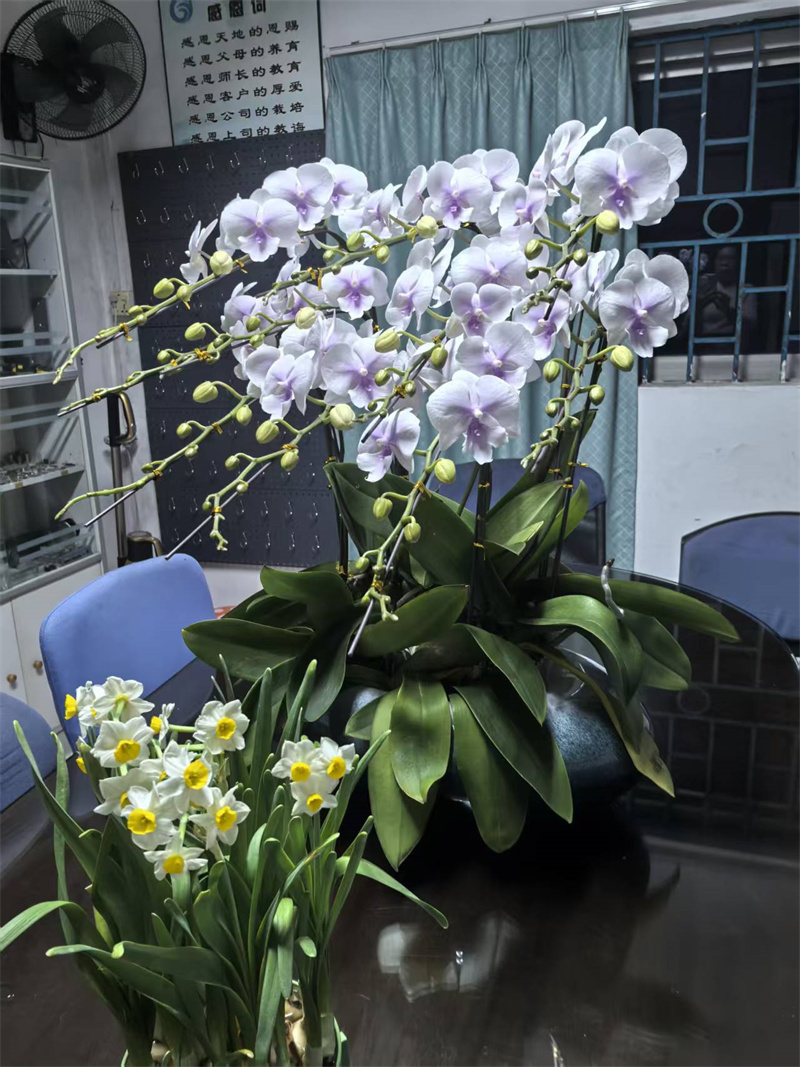 5公司的年,是花香满室,是吉兆迎春2.jpg